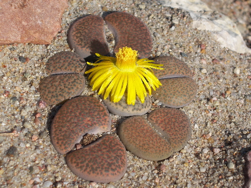 lithops fulviceps
